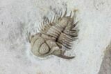 Bug X Acanthopyge Trilobite - Black Cat Mountain, Oklahoma #95733-2